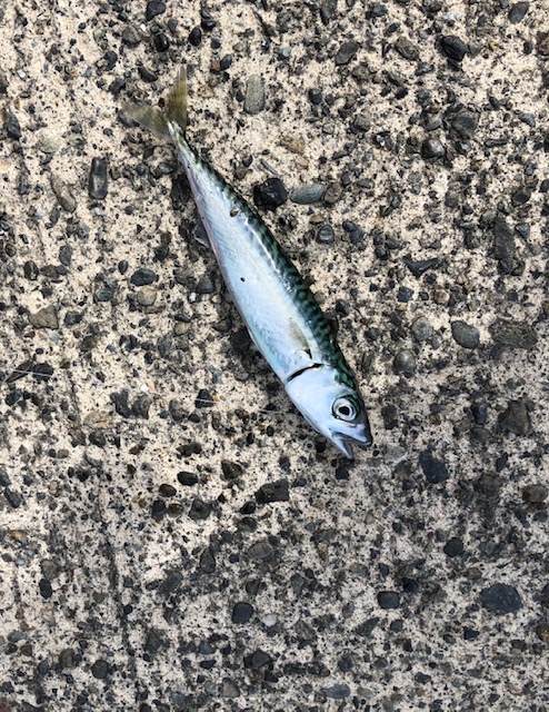 御前崎港 不動産の事ならお任せ下さい 吉田町 牧之原市 島田市